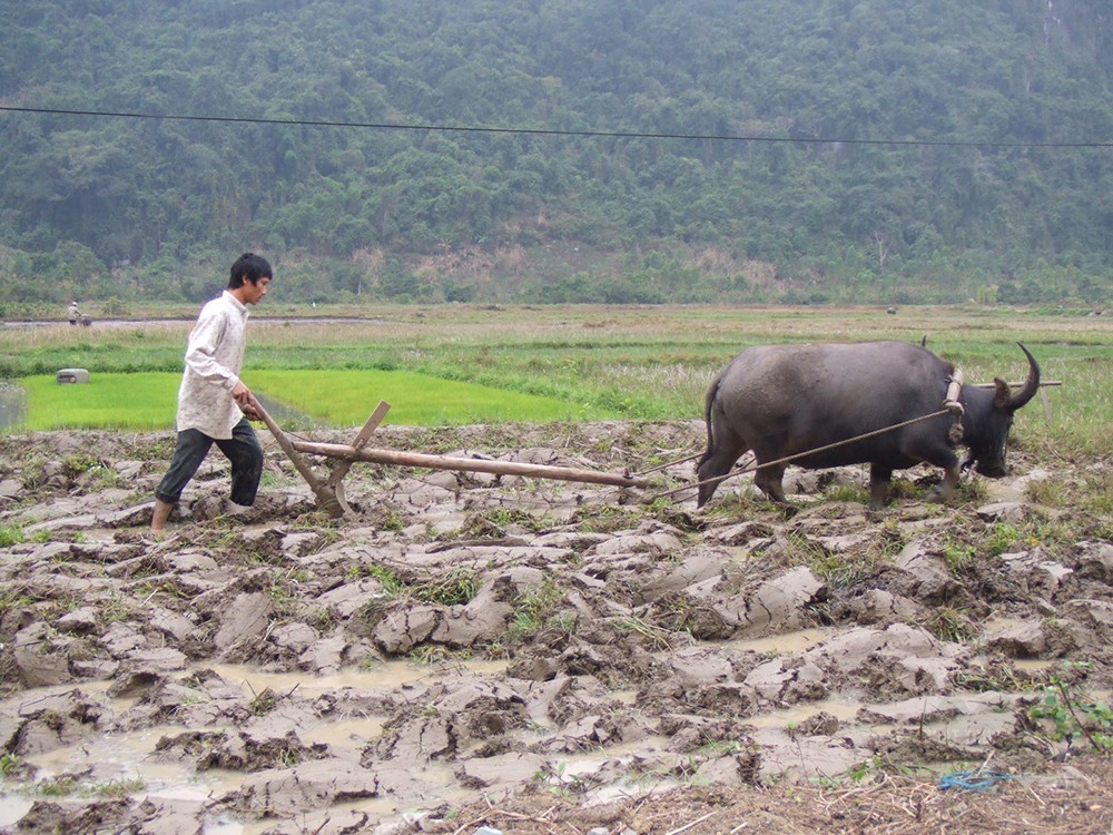 Con trâu là đầu cơ nghiệp...