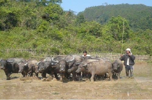 Con trâu trong nông nghiệp lúa nước của người H'Rê ở KonTum