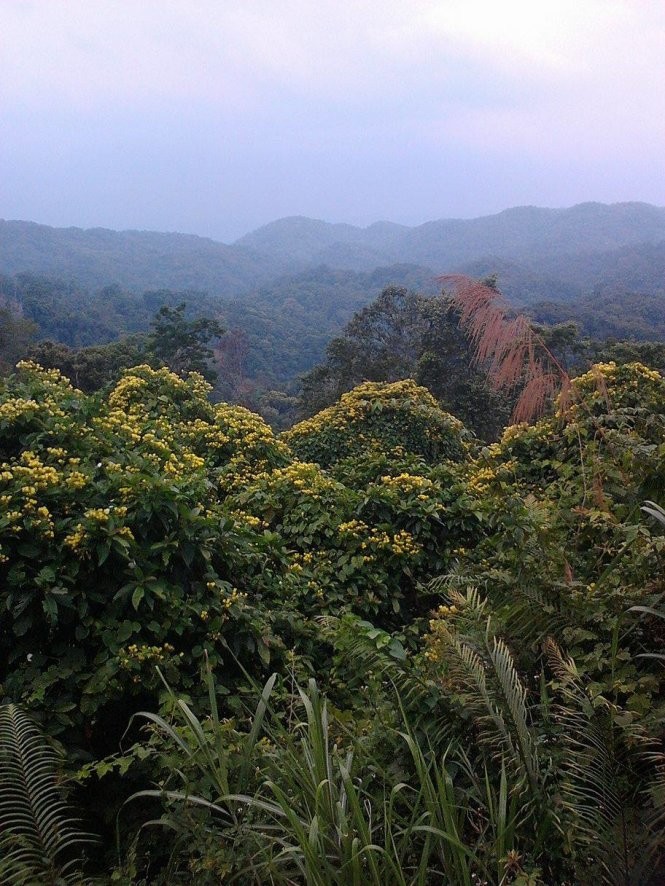 rừng phòng hộ thạch nham