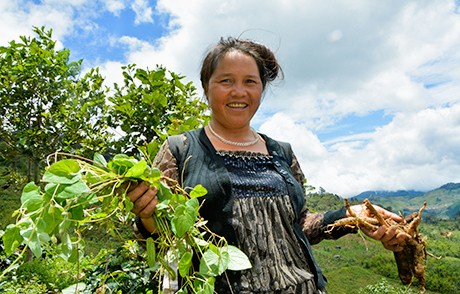 sâm dây hồng đảng sâm kon tum ngọc linh nhật trường 2