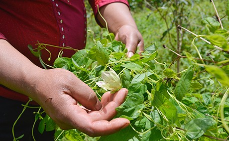 sâm dây hồng đảng sâm kon tum ngọc linh nhật trường