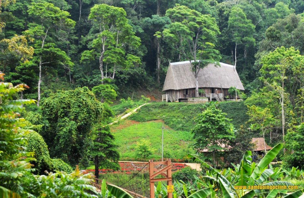 măng đen kon tum 2