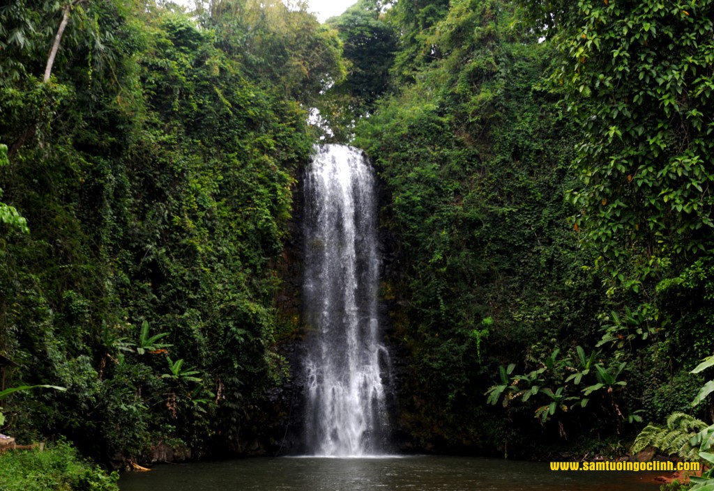 măng đen kon tum 8