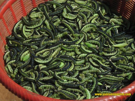 sâu muồng kon tum 7