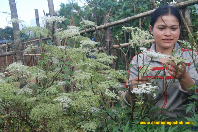 sâm đương quy trồng ở ngọc lây kon tum 1