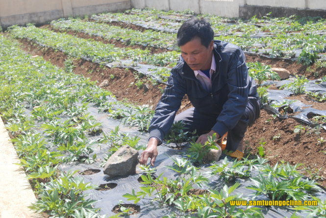 sâm đương quy trồng ở ngọc lây kon tum