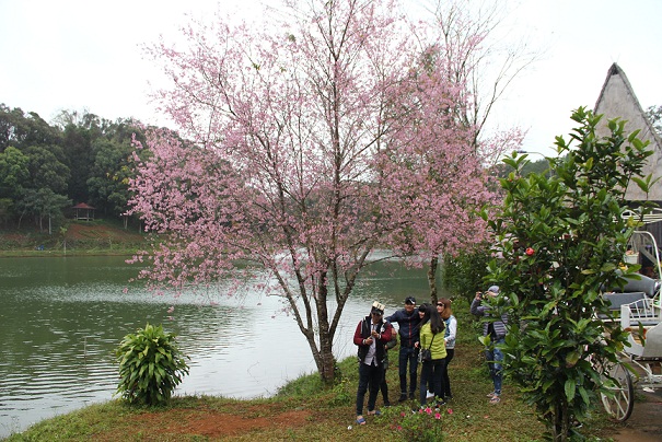 hoa anh đào măng đen kon tum 8