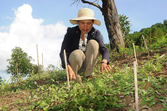 sâm dây ngọc linh kon tum 1