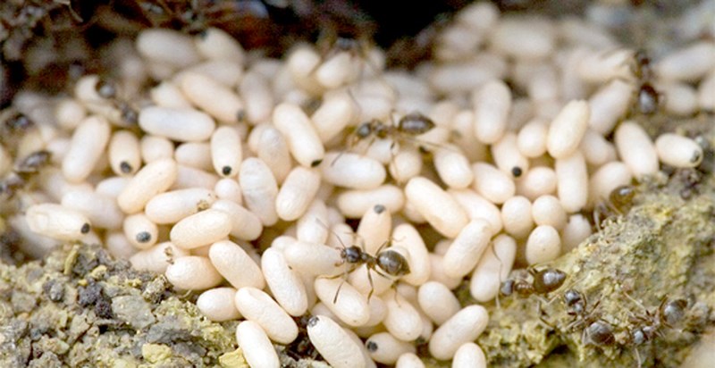 Trong đời sống ẩm thực, xưa kia, người Rơ Măm xem trứng kiến là đặc sản, nổi bật là món cá gỏi kiến vàng