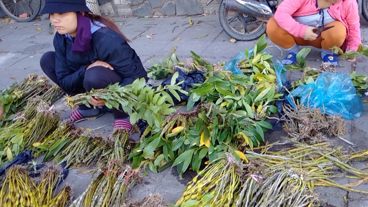 Trước đây, những người chơi lan rừng thường thuộc tầng lớp khá giả, ngày nay ai cũng có thể đến với thú vui này