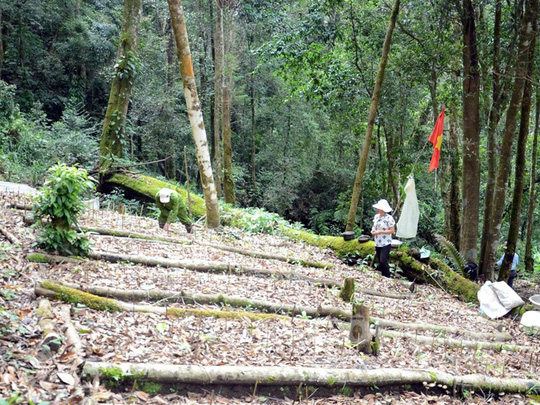 chuột sâm ngọc linh