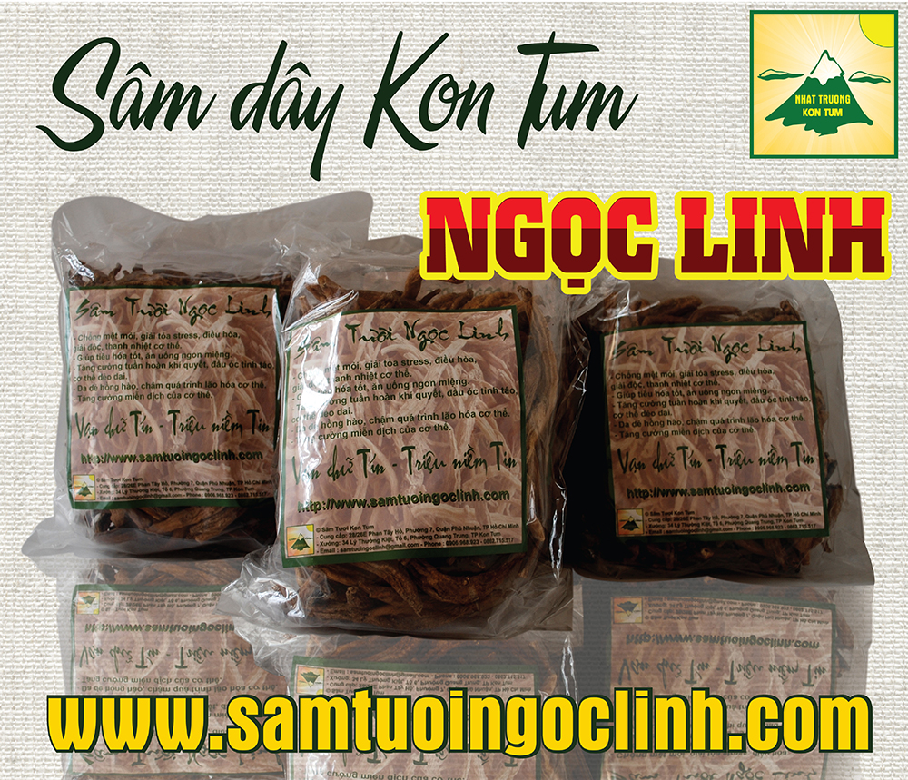 Sâm dây Ngọc Linh được trồng và thu hoạch từ tự nhiên trên núi Ngọc Linh