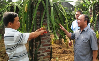 Chủ tịch Nguyễn Quốc Cường (phải) thăm trang trại trồng thanh long ruột đỏ của nông dân xã Hưng Đạo, TP.Cao Bằng (Cao Bằng).