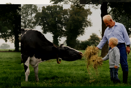 Chăm sóc bò sữa cao sản là niềm hạnh phúc của nhiều nông dân Hà Lan. Ảnh: FrieslandCampina.
