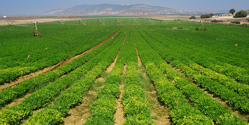 nông nghiệp israel