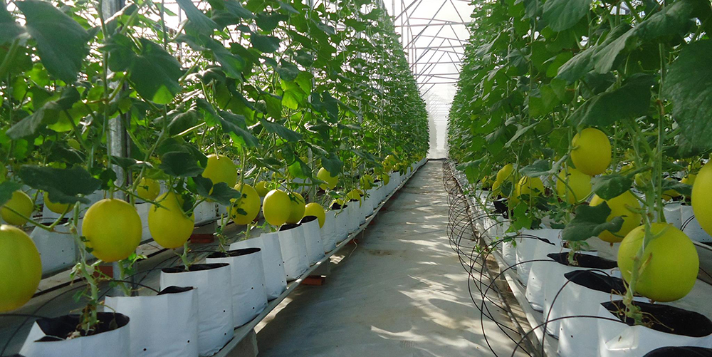 Ứng dụng công nghệ cao trong nông nghiệp trồng rau thủy canh. Ảnh: Nguyễn Kiểm
