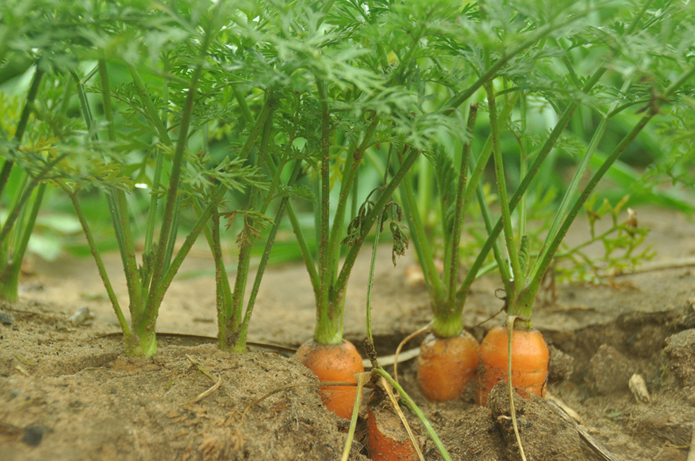 agriculture in israel