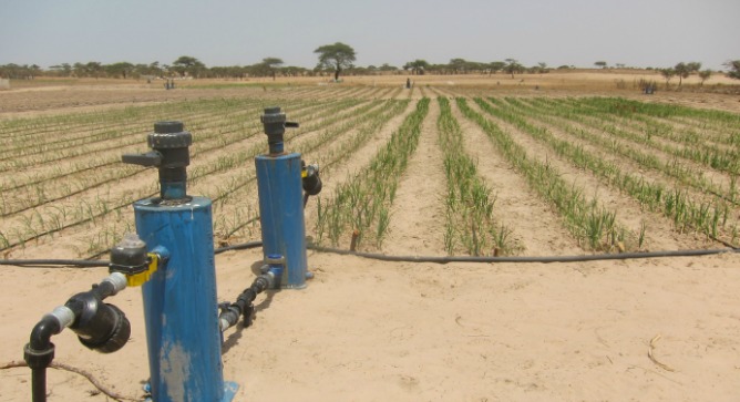 agriculture in israel