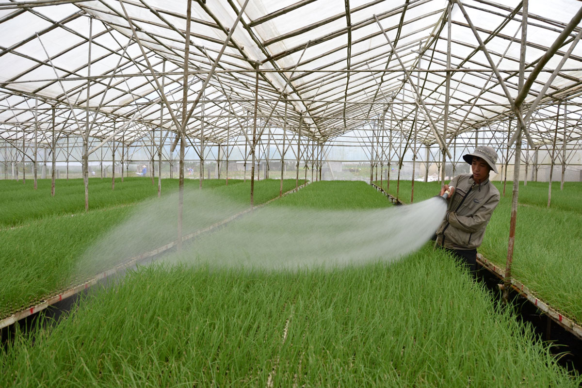 Đầu tư một nhà kính nhập từ nước ngoài, có kết cấu chắc chắn với đầy đủ các trang thiết bị cần thiết giá thành sẽ rất cao.