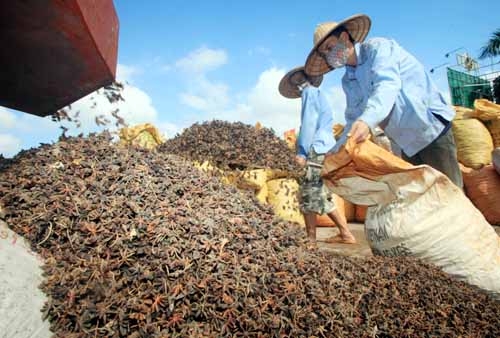 Công nhân Công ty TNHH Chế biến và Xuất khẩu nông lâm sản Lạng Sơn sơ chế hoa hồi xuất khẩu. Ảnh: TRẦN VIỆT