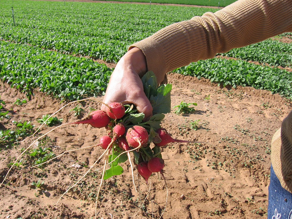 israel agriculture