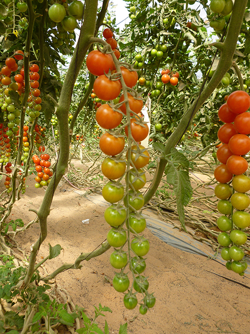 israel agriculture