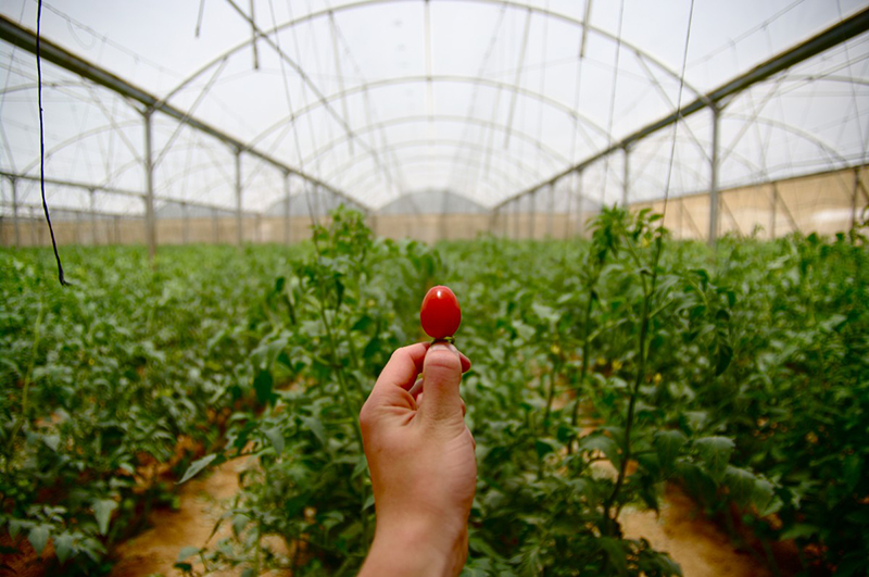 israel agriculture