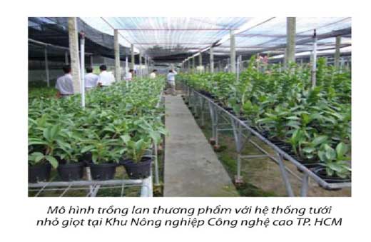 kỹ thuật tưới nhỏ giọt 3