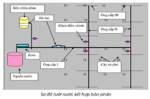 kỹ thuật tưới nhỏ giọt 5