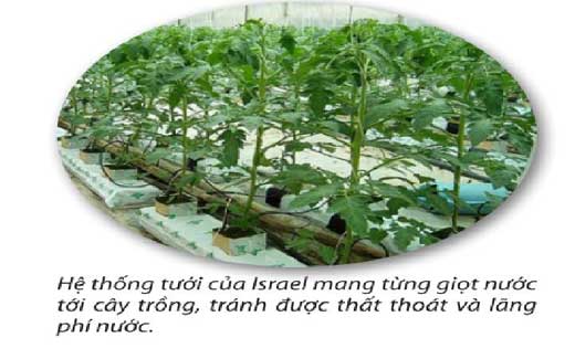 kỹ thuật tưới nhỏ giọt 7