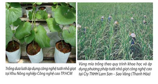 kỹ thuật tưới nhỏ giọt 9