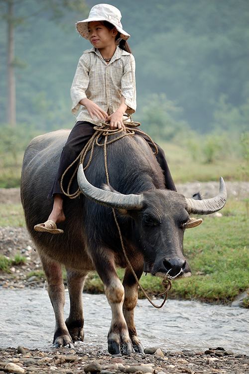 cưỡi trâu