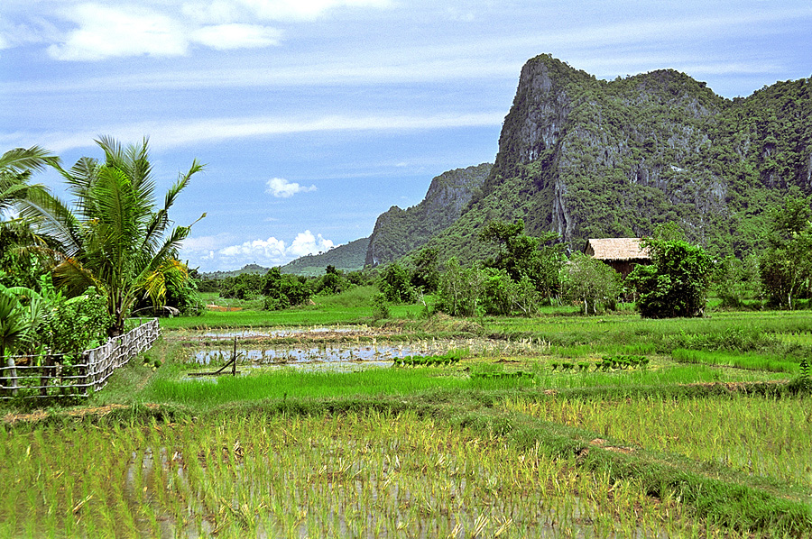 gạo campuchia 4