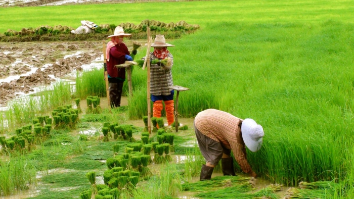 gạo campuchia 5