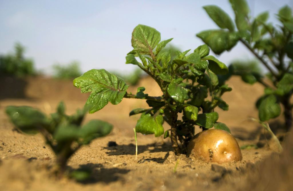 israel agricultural