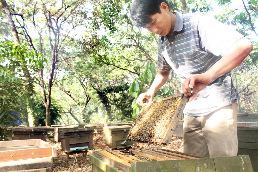 kỹ thuật nuôi ong lấy mật 1