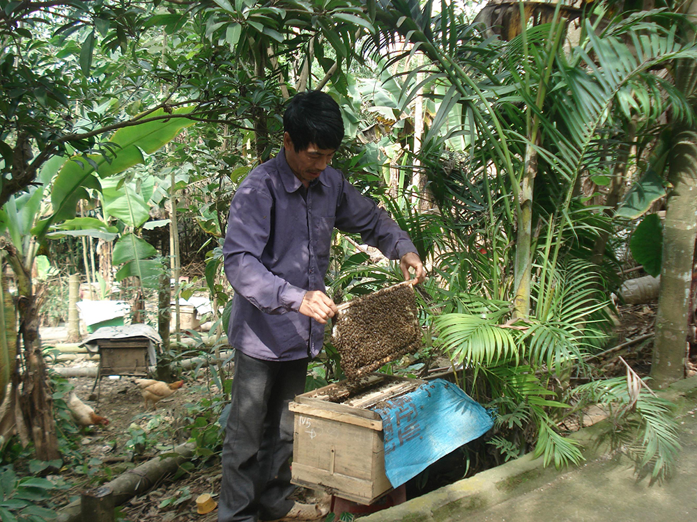 kỹ thuật nuôi ong lấy mật 2