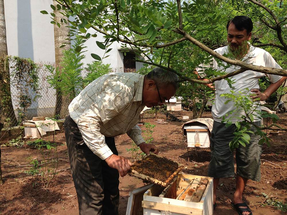 kỹ thuật nuôi ong lấy mật 4