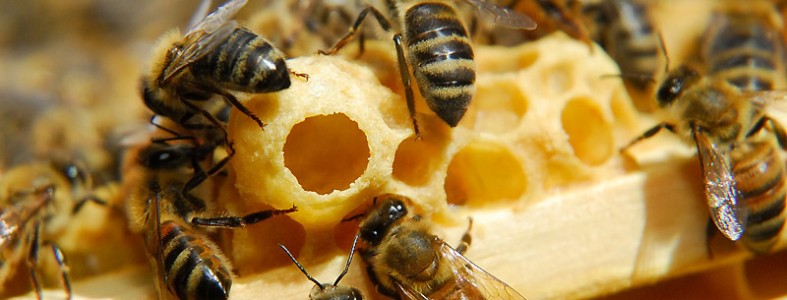 ong chúa và ong thợ 4