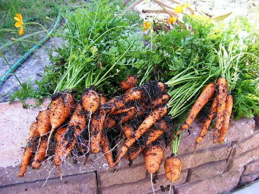 kỹ thuật trồng cà rốt 4
