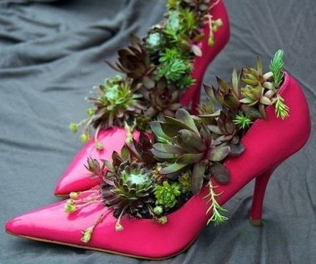 trồng hoa trên giày 1