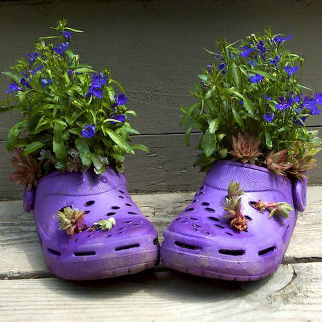 trồng hoa trên giày