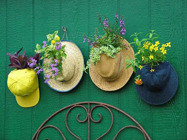 trồng hoa trên mũ