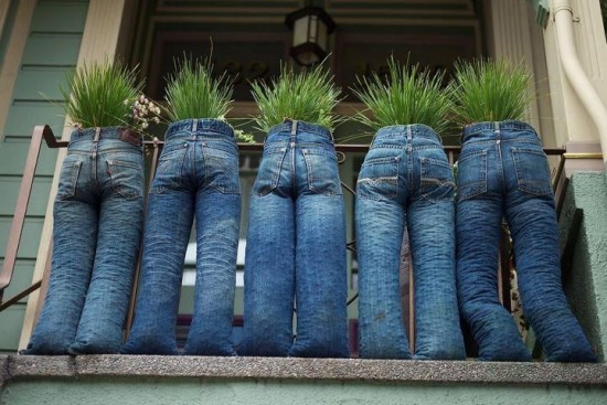 trồng hoa trong quần jean