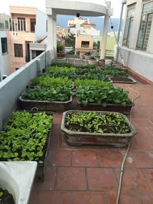 vườn rau sạch trên tầng thượng 2