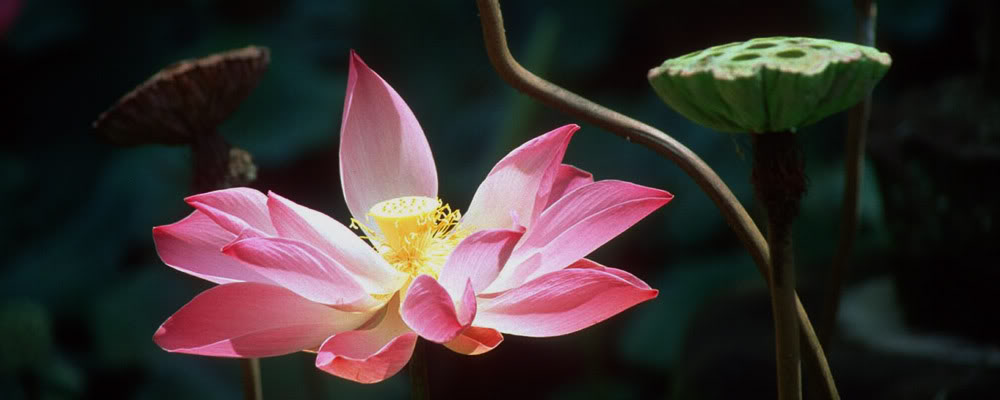 Trong Phật giáo, hoa sen biểu trưng cho những giá trị đạo đức, sự thuần khiết và thánh thiện, sự duy trì và phát triển Phật pháp, trí tuệ dẫn đến niết bàn.