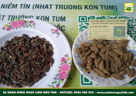 sa-nhan-rung-ngoc-linh-kon-tum-4.jpg