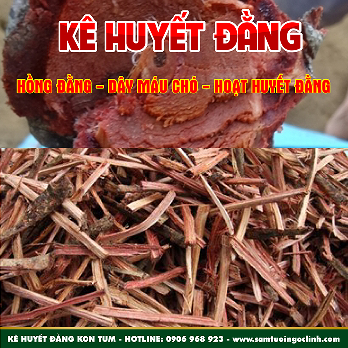 Kê Huyết Đằng, Dây Máu Chó Kon Tum