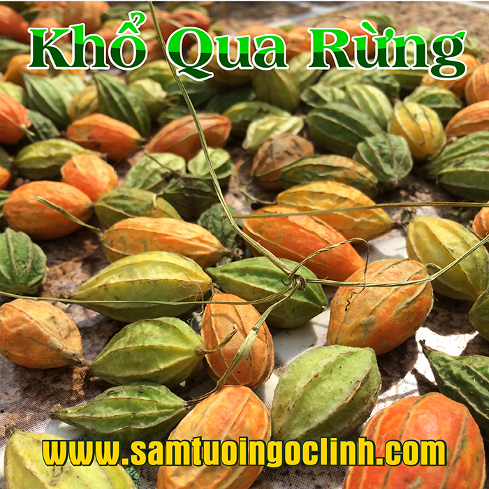 Khổ Qua Rừng Kon Tum Nhật Trường