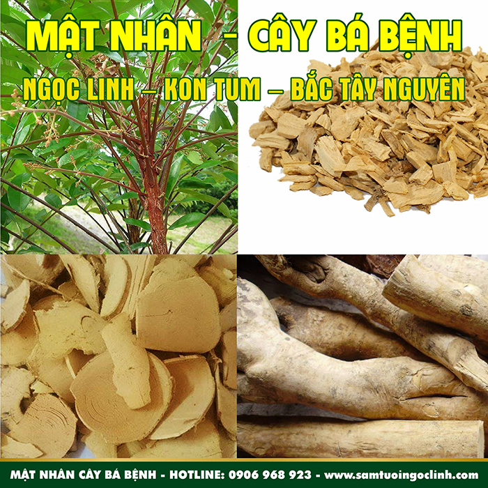 Mật Nhân, Bá Bệnh Kon Tum